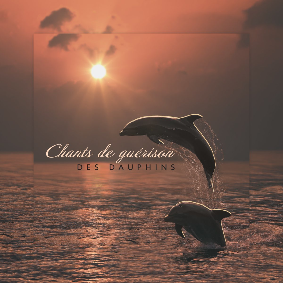 Chants De Gu Rison Des Dauphins Sons Relaxants Pour R Duire Le Stress