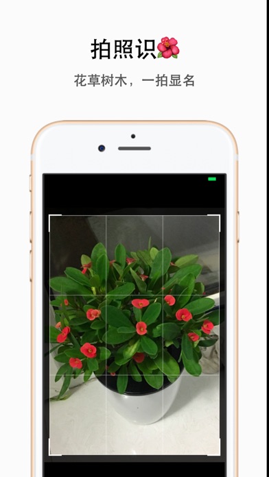 植物识别拍照识花草树木