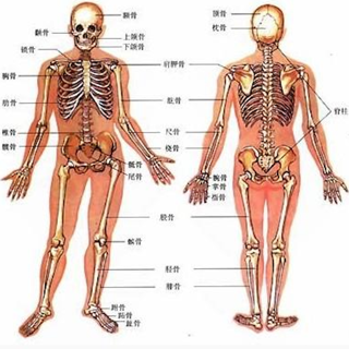 人类器官系统|人体骨骼构造大全