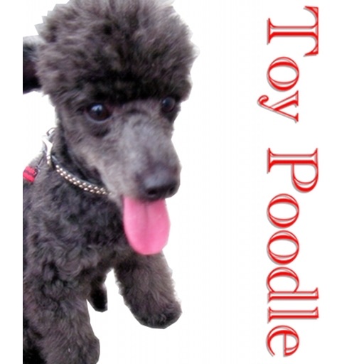 iToyPoodle ～LEE～