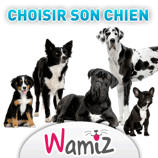 Choisir son chien : conseils et astuces - Wamiz