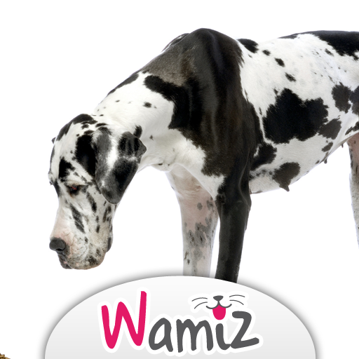 Nourrir son chien : conseils et astuces - Wamiz