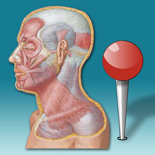 Netter - Tête et cou : Mémofiches Anatomie