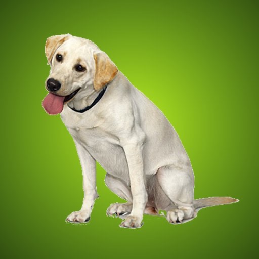 Labrador Retriever Kwik QuiZ