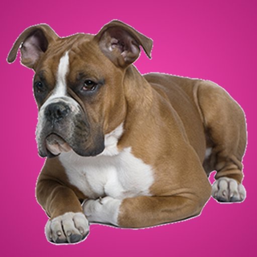 Boxer Kwik QuiZ icon