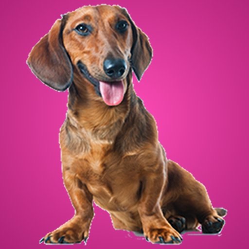 Dachshund Kwik QuiZ icon