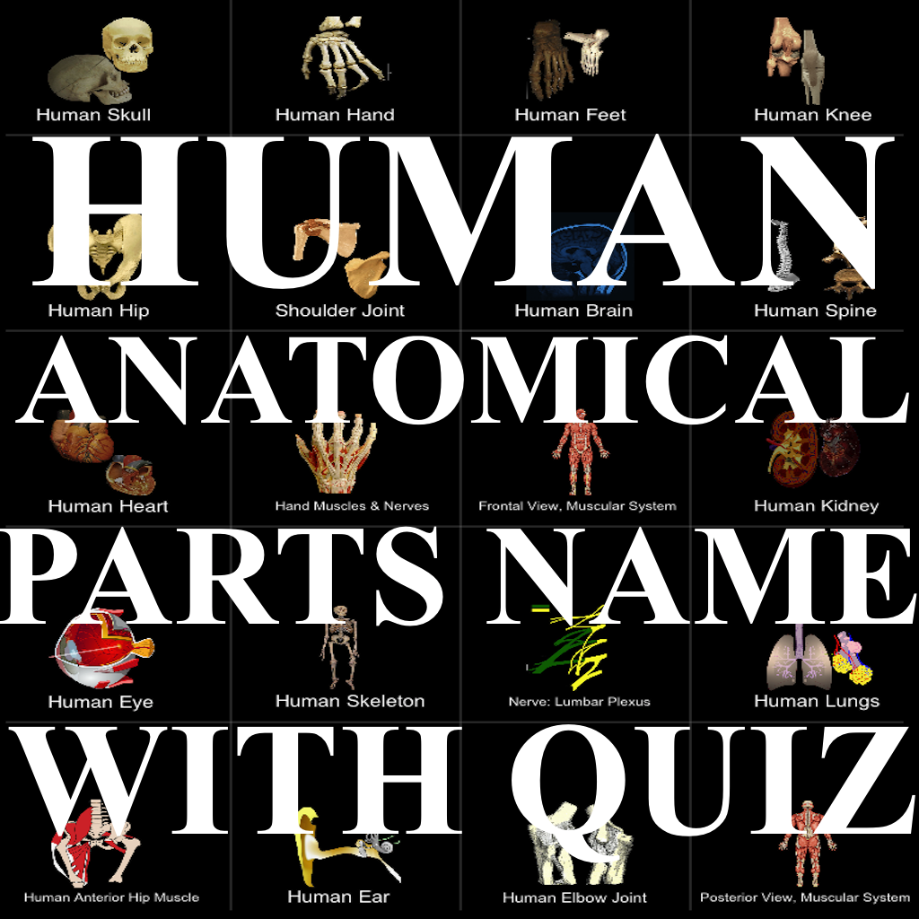 Human Anatomical Parts Name