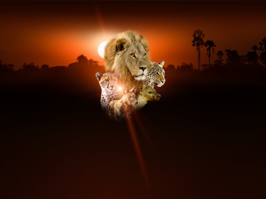 Savage Kingdom Apple TV (OM)