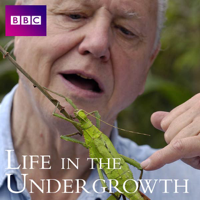Life In the Undergrowth - Life In the Undergrowth, Series 1 artwork