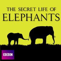 The Secret Life of Elephants - The Secret Life of Elephants, Series 1 artwork