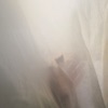 Wild Palms - Single