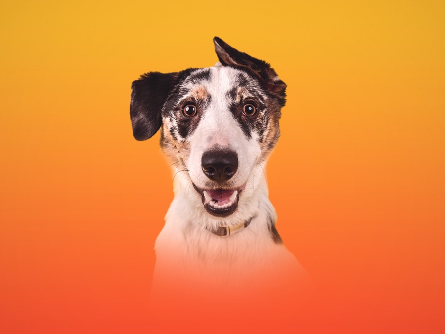 The Dog House Australia Apple TV (AU)