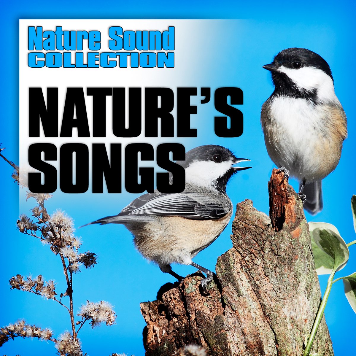 Nature song. Sounds of nature. Natural Sounds. Distant nature.