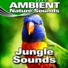 Jungle Sounds