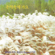 Splendid Jigu Instrumental Music Sound, Vol. 7 (화려한 지구 경음악 사운드 7집) - Splendid Jigu (화려한지구)