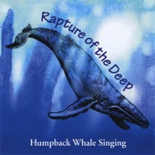 Paul Knapp Jr. (and humpback whales) - Caribbean Humpback Whale