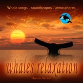 Humpback Whale Relaxation - Megaptera Novaeangliae - Buckelwal artwork