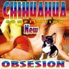 Chihuahua compilation new