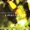 Valentin Gregor Quartet - Cammellino