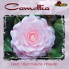 Camellia