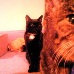 Studio Session 1995 - O Zulu