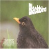 Blackbird