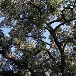 Trees - Charles Manson Trees - Charles Manson
