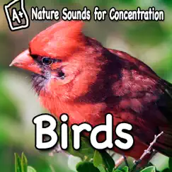 Nature Sounds for Concentration - Birds - Single by Study Music album reviews, ratings, credits