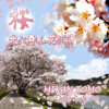 Sakura - The Song of Japanese Cherry Blossoms - Mikan Tomo