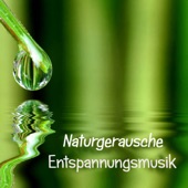 Naturgeräusche Entspannungsmusik artwork