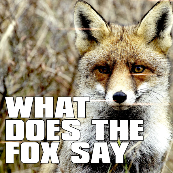 What Does The Fox Say - 