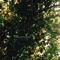 May Your Heart Be The Map ジャケット写真