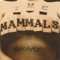 Profit - The Mammals lyrics