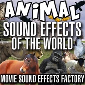 Animal Sound Effects of the World artwork