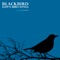 Blackbird Woodland Trees Morning Bird Song - Prime Sound lyrics