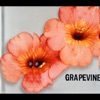 GRAPEVINE