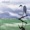 Wayne Gratz 1999 Sandpiper's Congretation