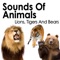 Brown Bear Family Grunting, Growling and Roaring - Pro Sound Effects Library lyrics