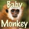 Baby Monkey (from the Lego Movie) - Blob lyrics