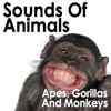 Sounds of Animals: Apes, Gorillas and Monkeys