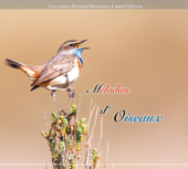 Mélodies d'oiseaux - Fernand Deroussen