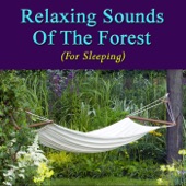 Relaxing Sounds of the Forest (For Sleeping) - Single artwork