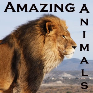 Amazing Animals cover