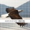 Always On My Mind - Vince Hill lyrics