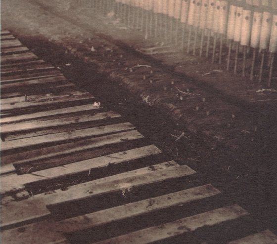 Cover artwork for Three-Legged Cat