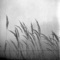 Stems (Into the Dew Mix) - Recondite lyrics