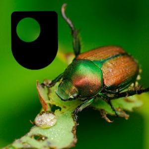 Darwin and language diversity