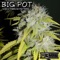 Big Pot (Nickotine Mix) - NHB & Fabrizio Pettorelli lyrics