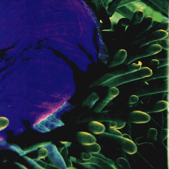 Cover artwork for Barbarossa