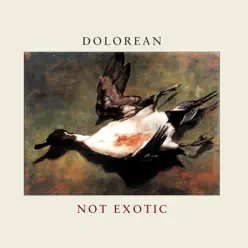 Not Exotic - Dolorean